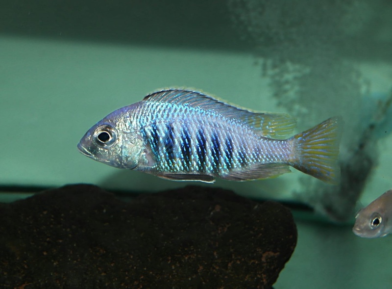 Placidochromis sp. 'jalo' Jalo Reef